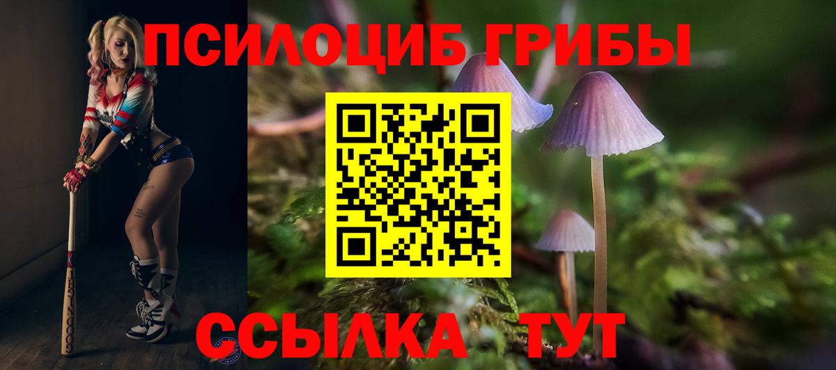 Галлюциногенные грибы Psilocybine cubensis Скопин